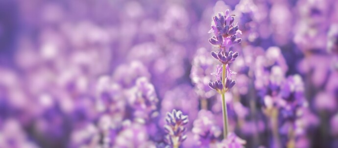 lavender texture soft focus blooming natural flora
