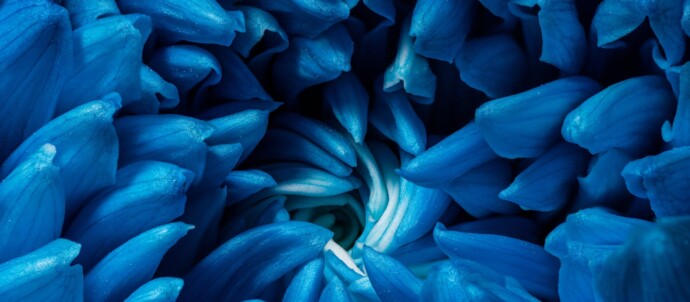 nature flower blue macro petals