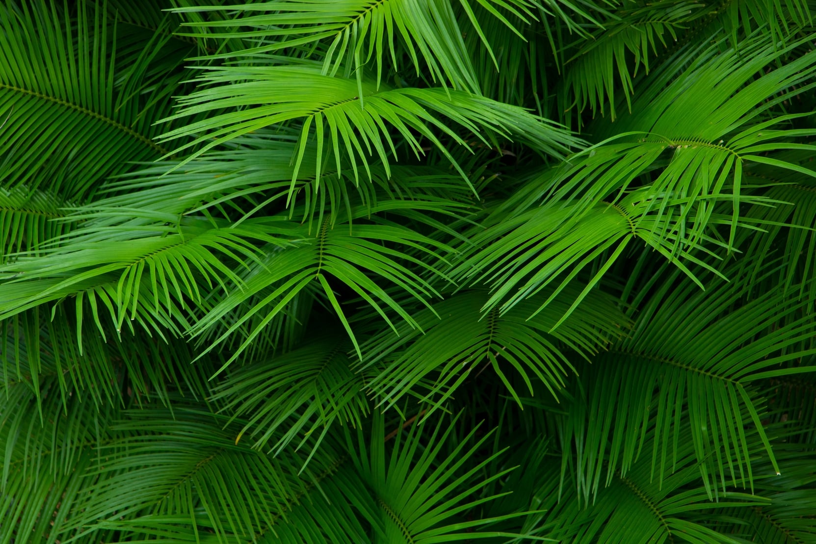 green tree branches background